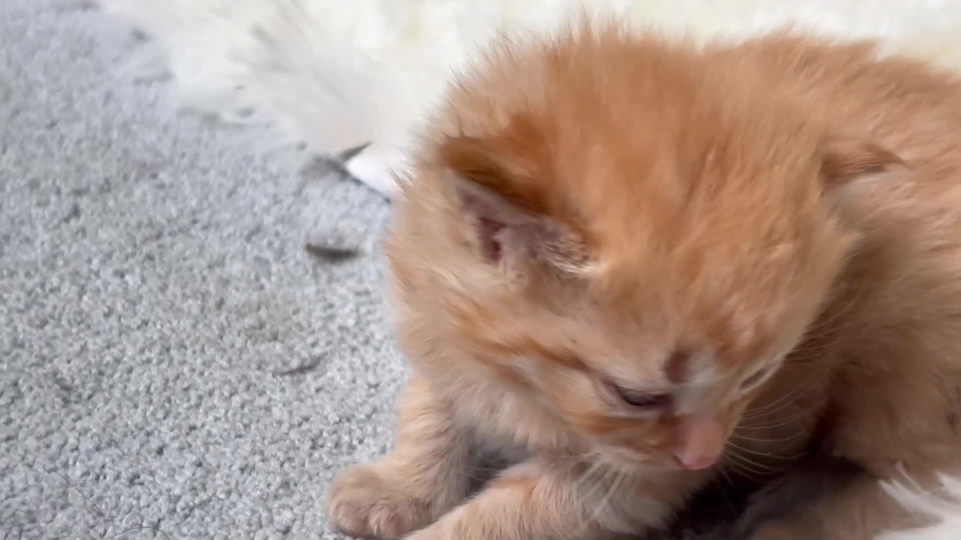 Mixed Breed cats for sale: Cute mixed breed kittens in Sheffield - Video 1