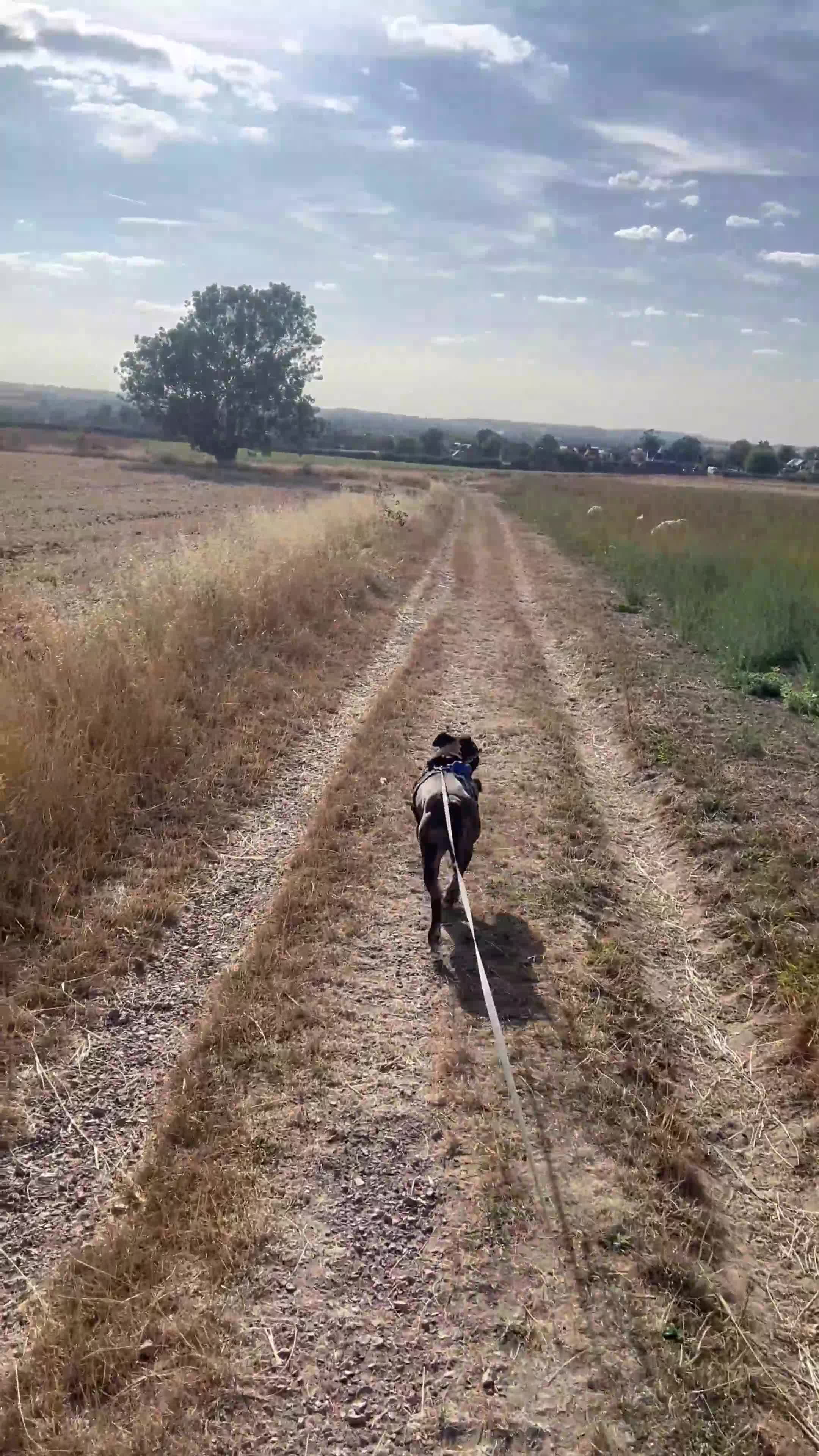 Mixed Breed dogs for sale: 4 year old Boxer/Staffy- please read description - Video 1