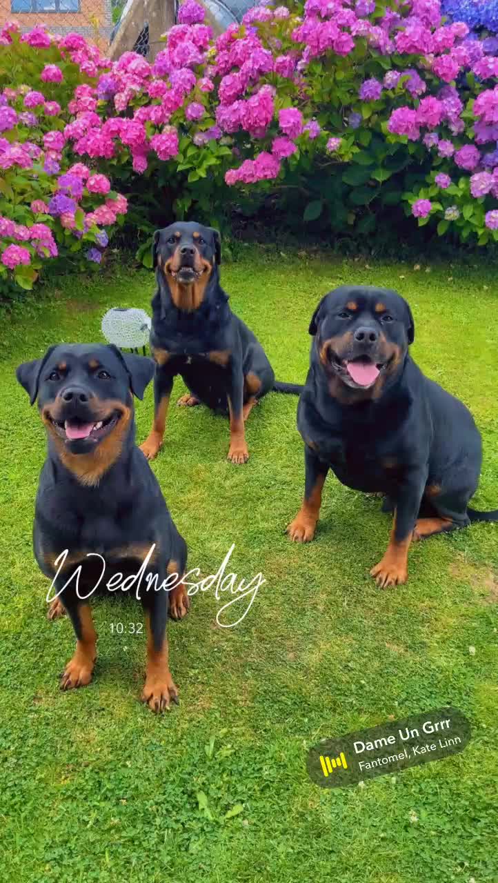 Rottweiler dogs for stud: Ralph the Rottweiler🔥 - Video 4