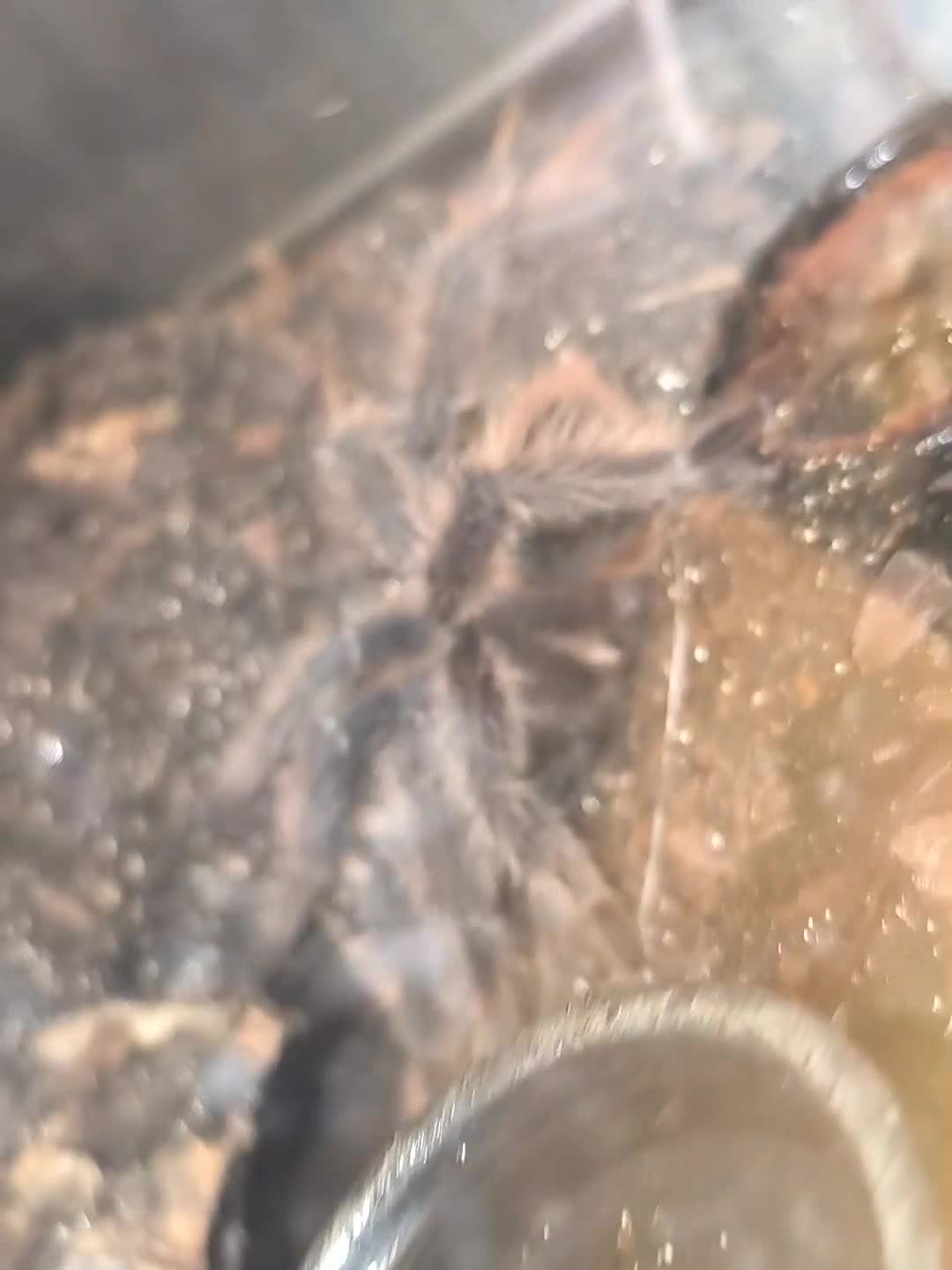 Tarantulas invertebrates for sale: Mature Male Lasiodora Parahybana  in Telford - Video 2