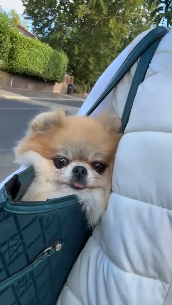 Pomeranian dogs for sale:  **  pom girl  in Epping - Video 1