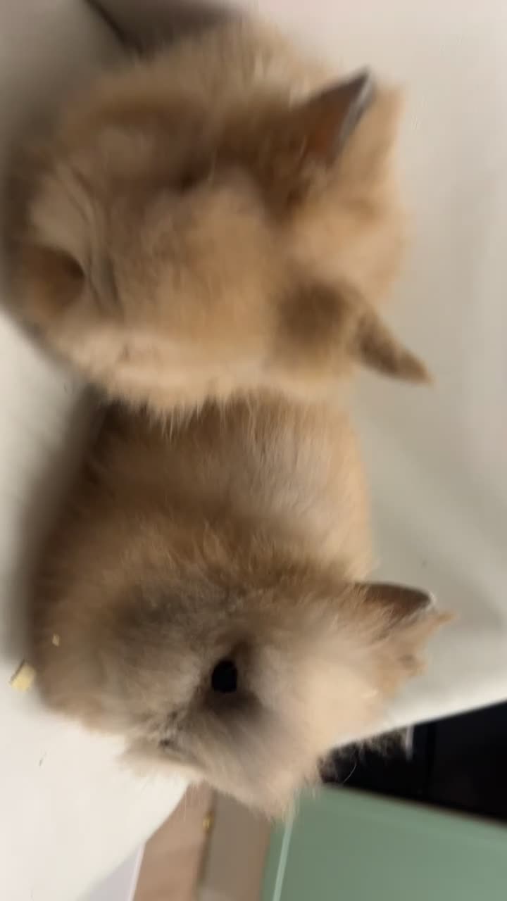 Lionhead rabbits for sale: Adorable Curious Lionhead Rabbits – 3 Months Old - Video 1