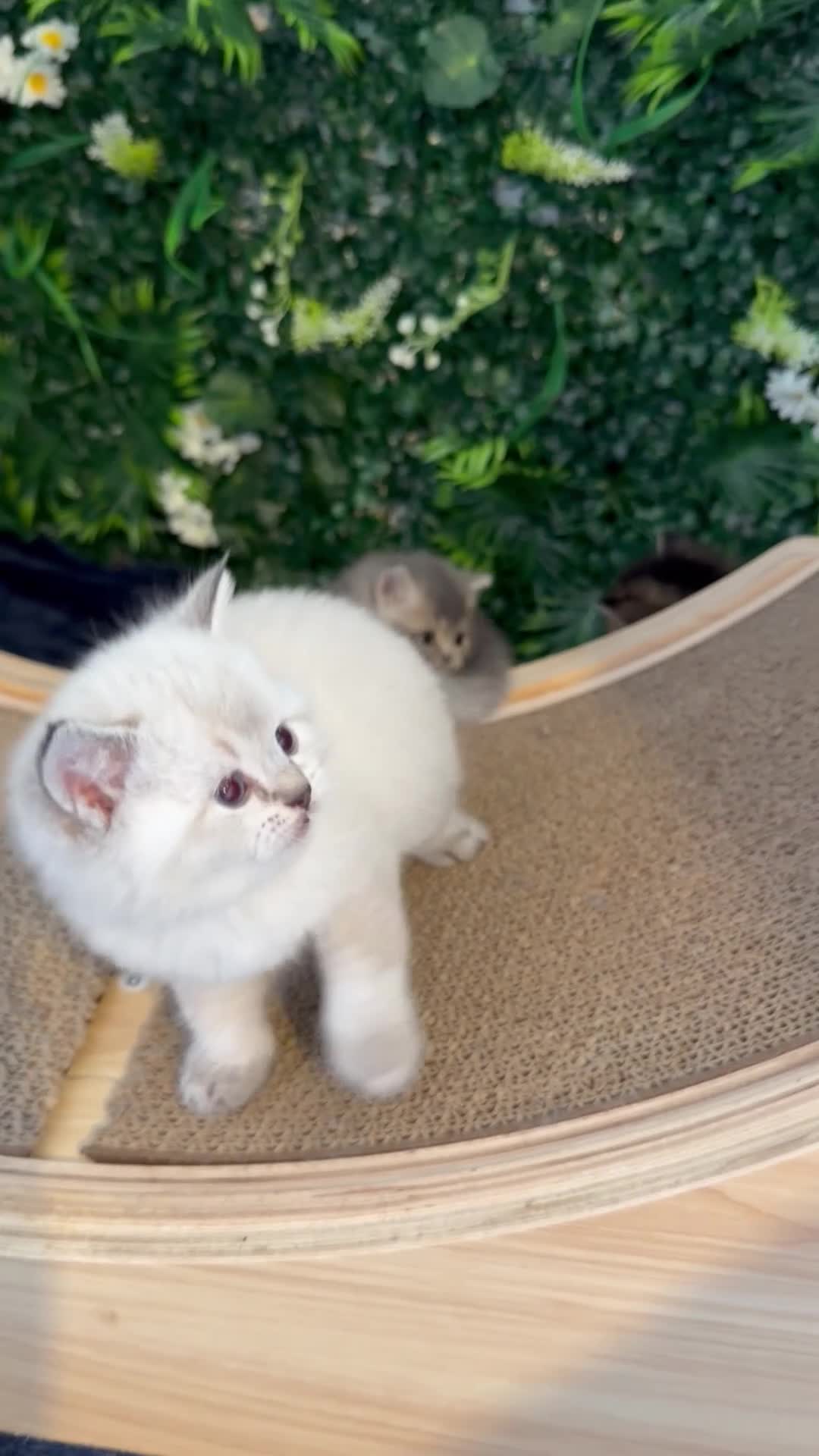 Scottish Fold cats for sale: Gorgeous Scottish Fold/Straigt Kittens 🥇 - Video 2