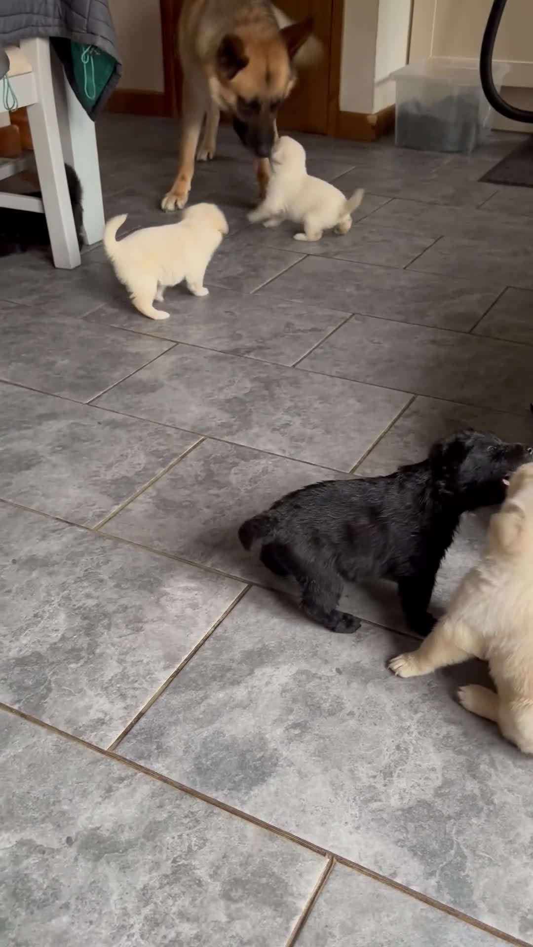 Sheprador dogs for sale: 7 Cute Shepradors ready to leave  - Video 4