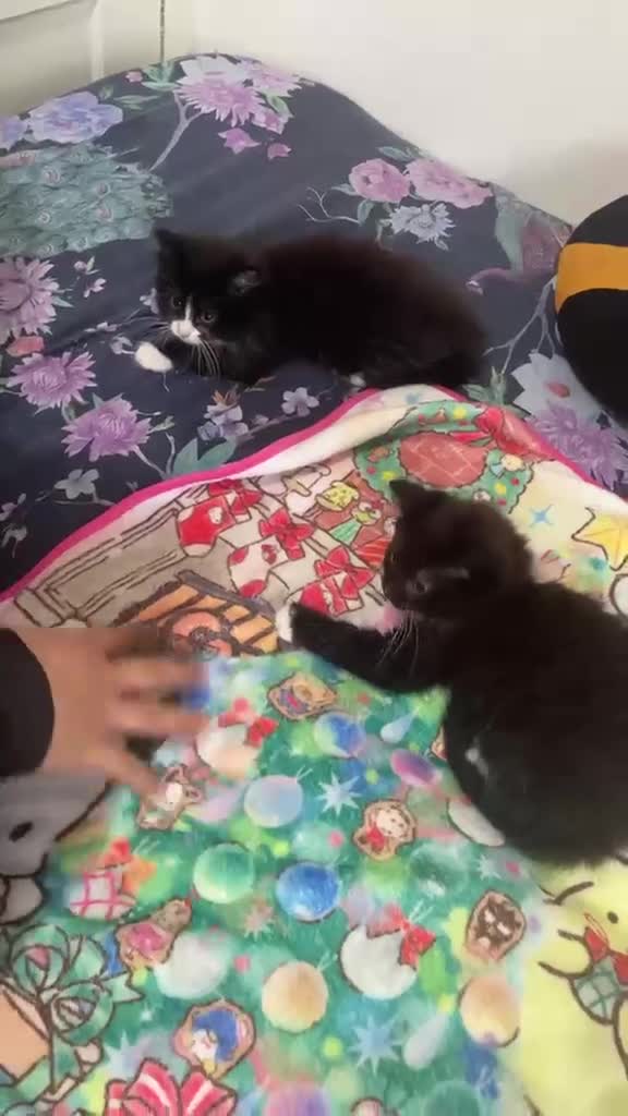 Mixed Breed cats for sale:  kittens 😸  - Video 1