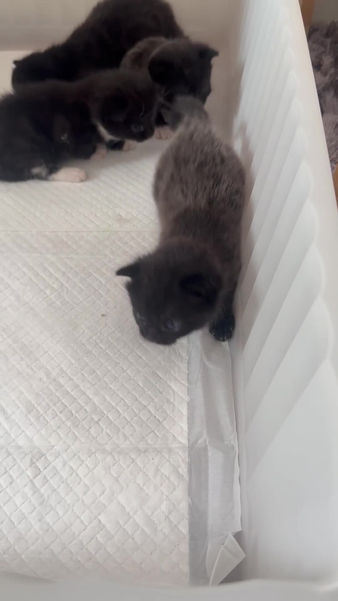 Domestic Shorthair cats for sale: Kittens  - Video 5