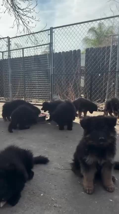 German Shepherd dogs for sale: Stunning German Shepherd Puppies  - Video 2