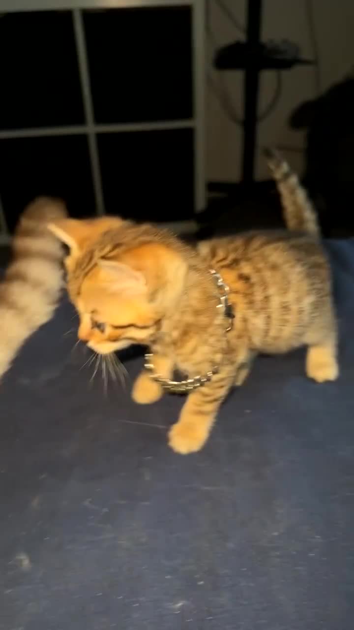 Scottish Fold cats for sale: Stunning Scottish fold kittens  - Video 1