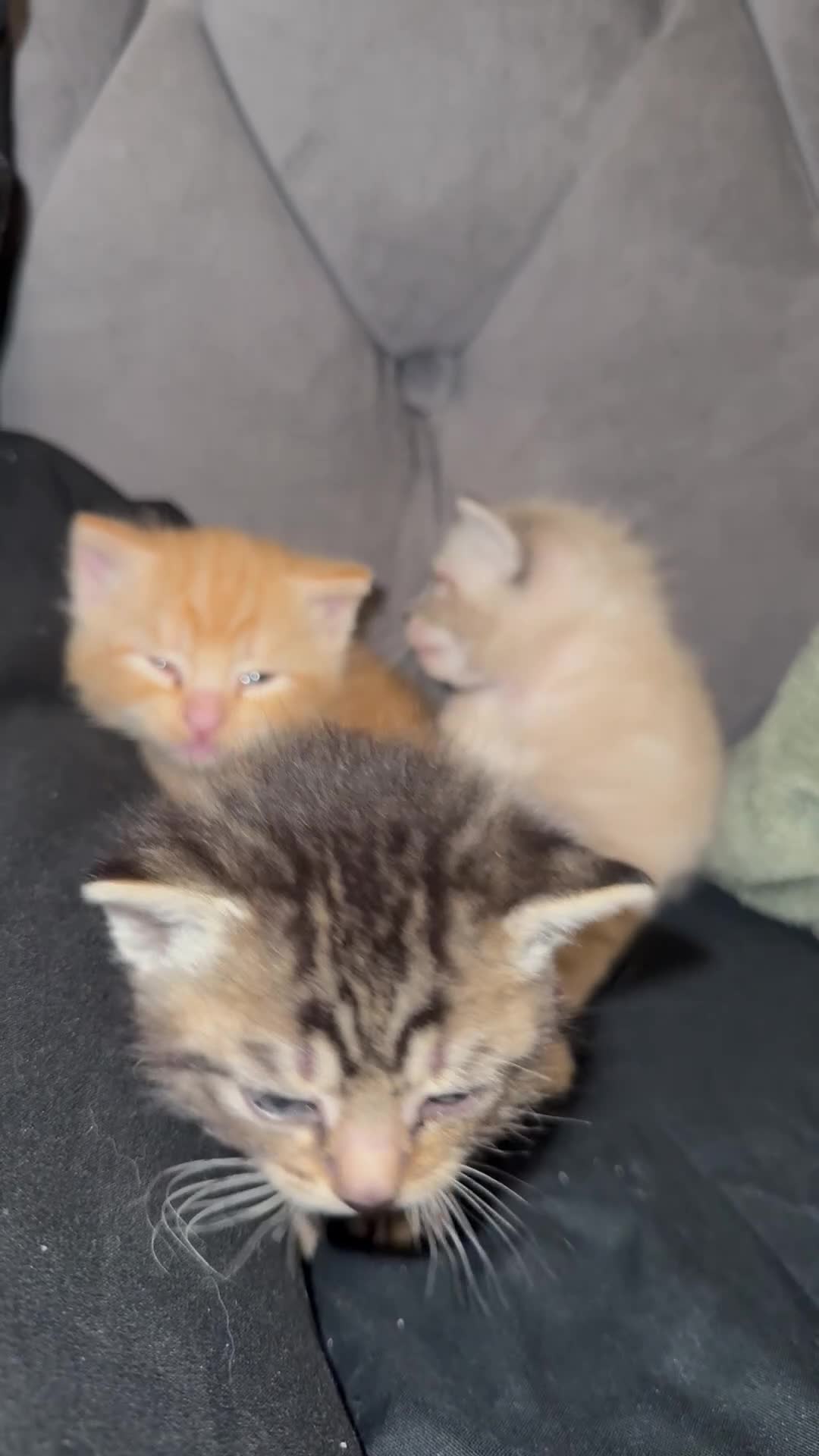 Mixed Breed cats for sale: 4 kittens for sale  in Colchester - Video 1