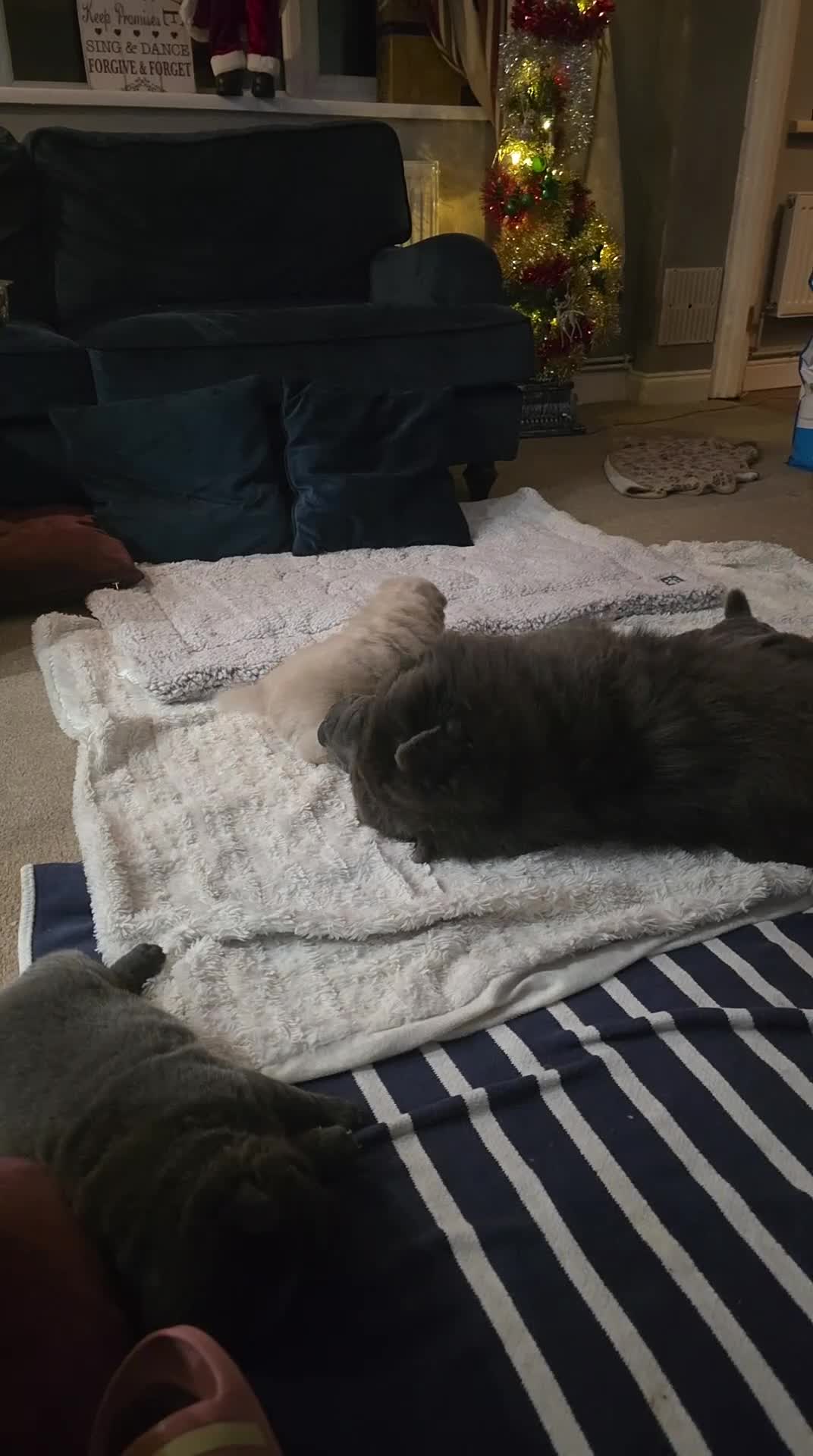 Chow Chow dogs for sale: 7 beautiful chow chow  - Video 3