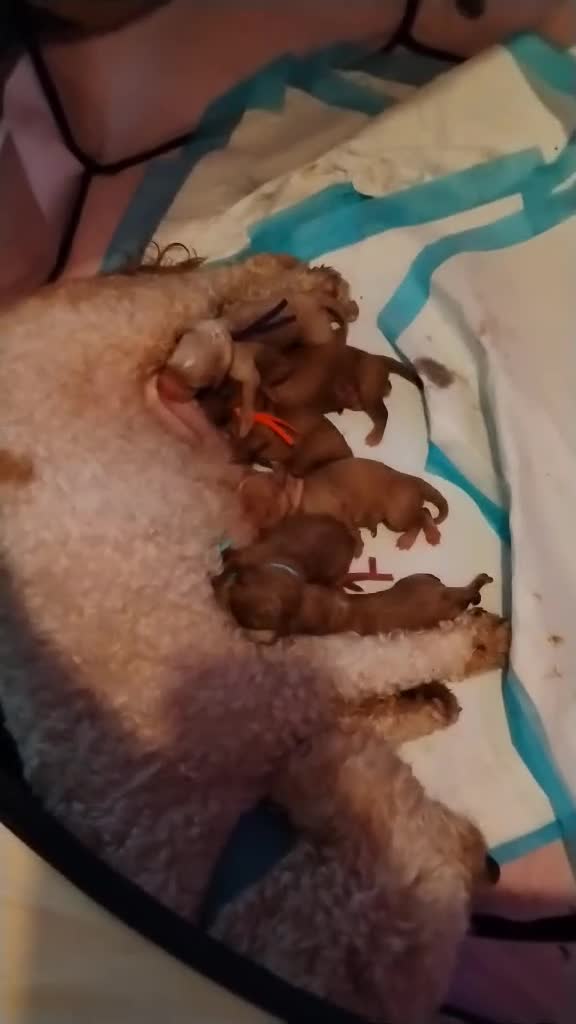 Mixed Breed dogs for sale: Adorable Maltipoo/Cockapoo Puppies - Video 3