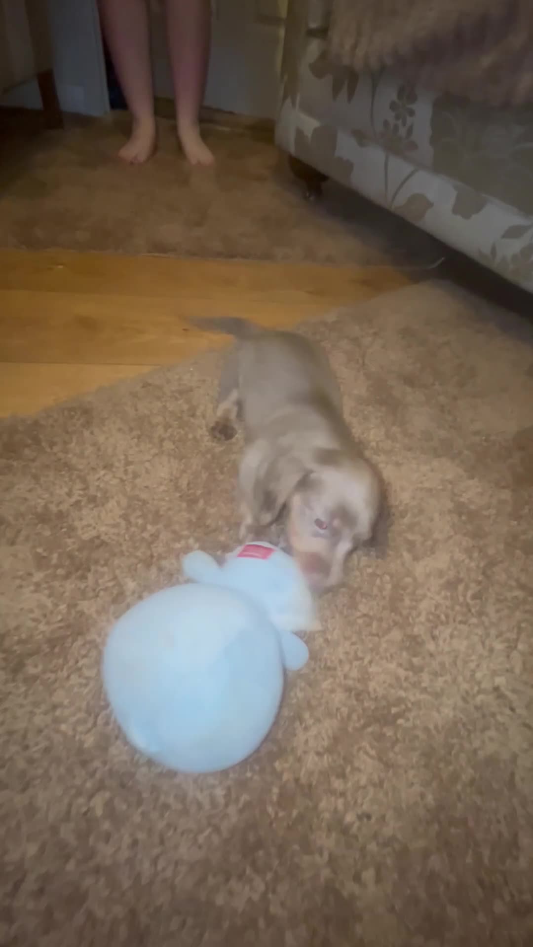 Miniature Dachshund dogs for sale: Miniature dadhaunds ready now  - Video 3