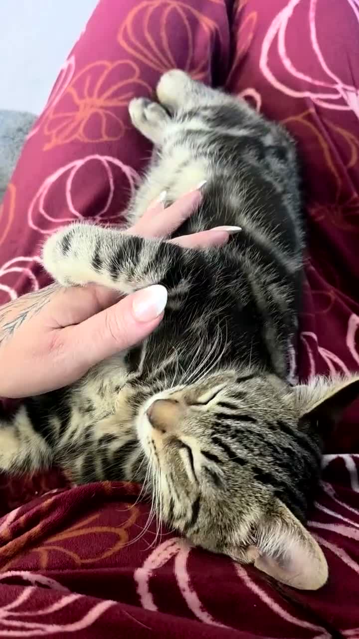 Mixed Breed cats for sale: Bengal cross boy with kitten bundle - Video 1