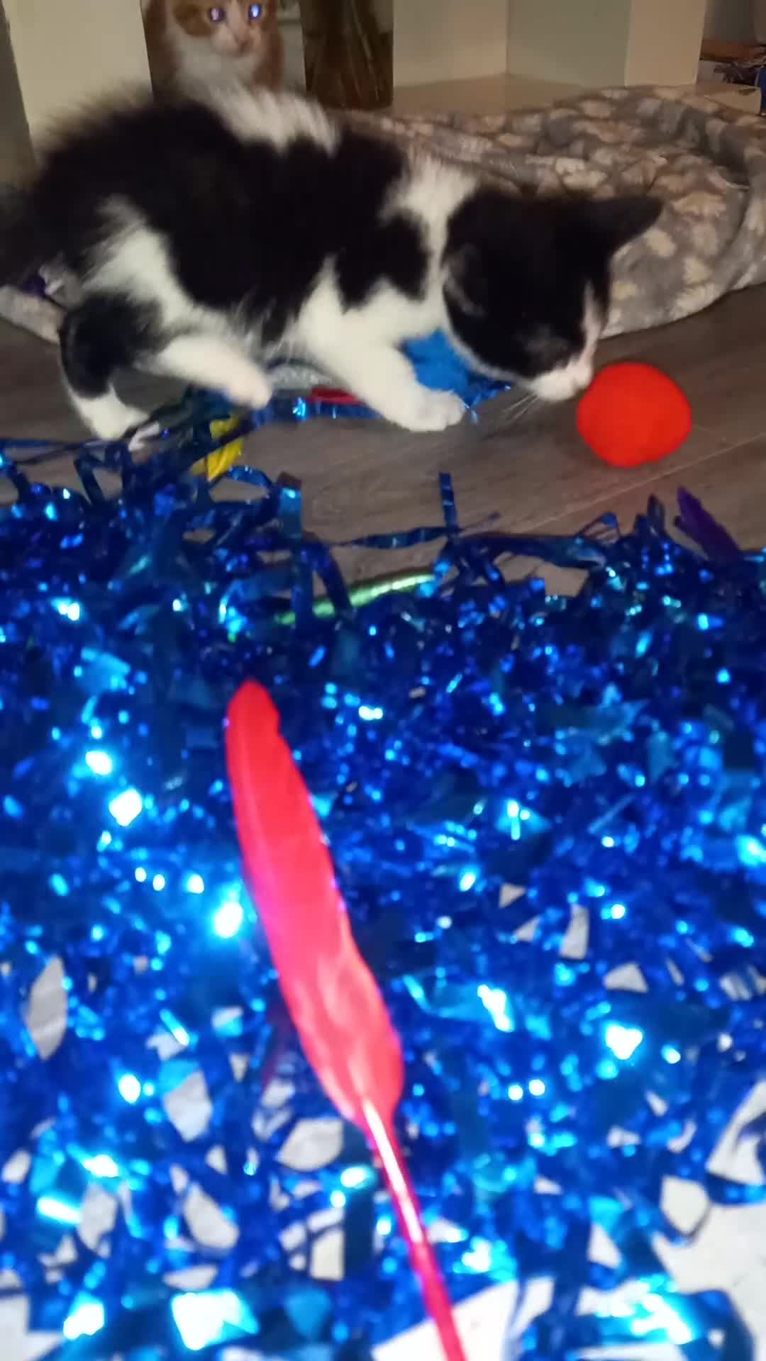 Mixed Breed cats for sale: Kittens looking for their forever loving Home - Video 2