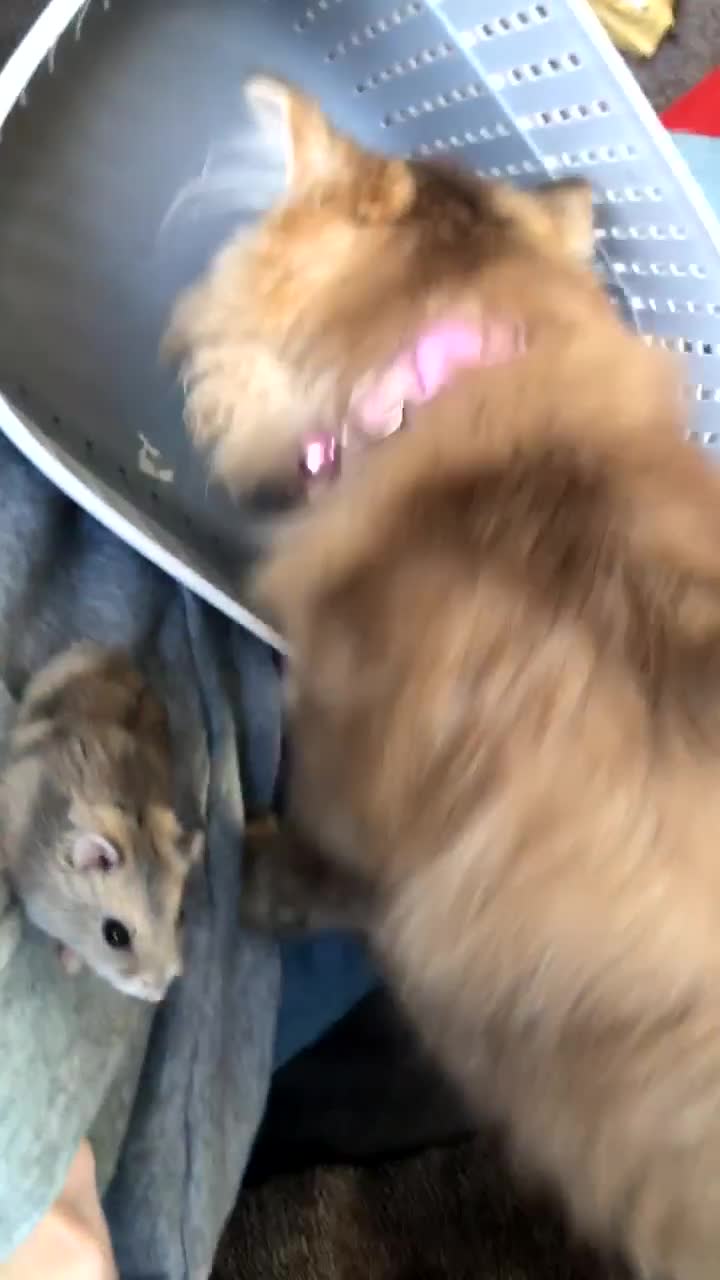 British Longhair cats for sale: British longhair kitten  - Video 1