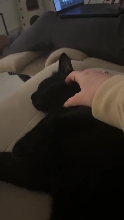 Arabian Mau cats for sale: Beautiful Zorro ❤️ - Video 1