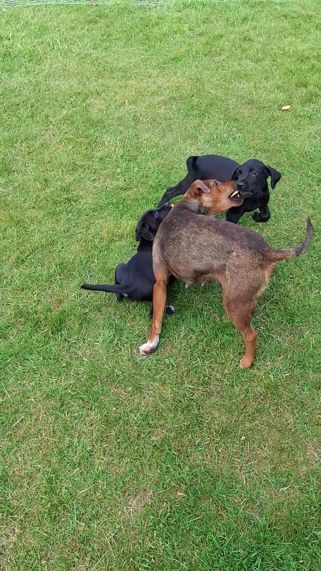 Mixed Breed dogs for sale: Cocker Jack puppies  - Video 1