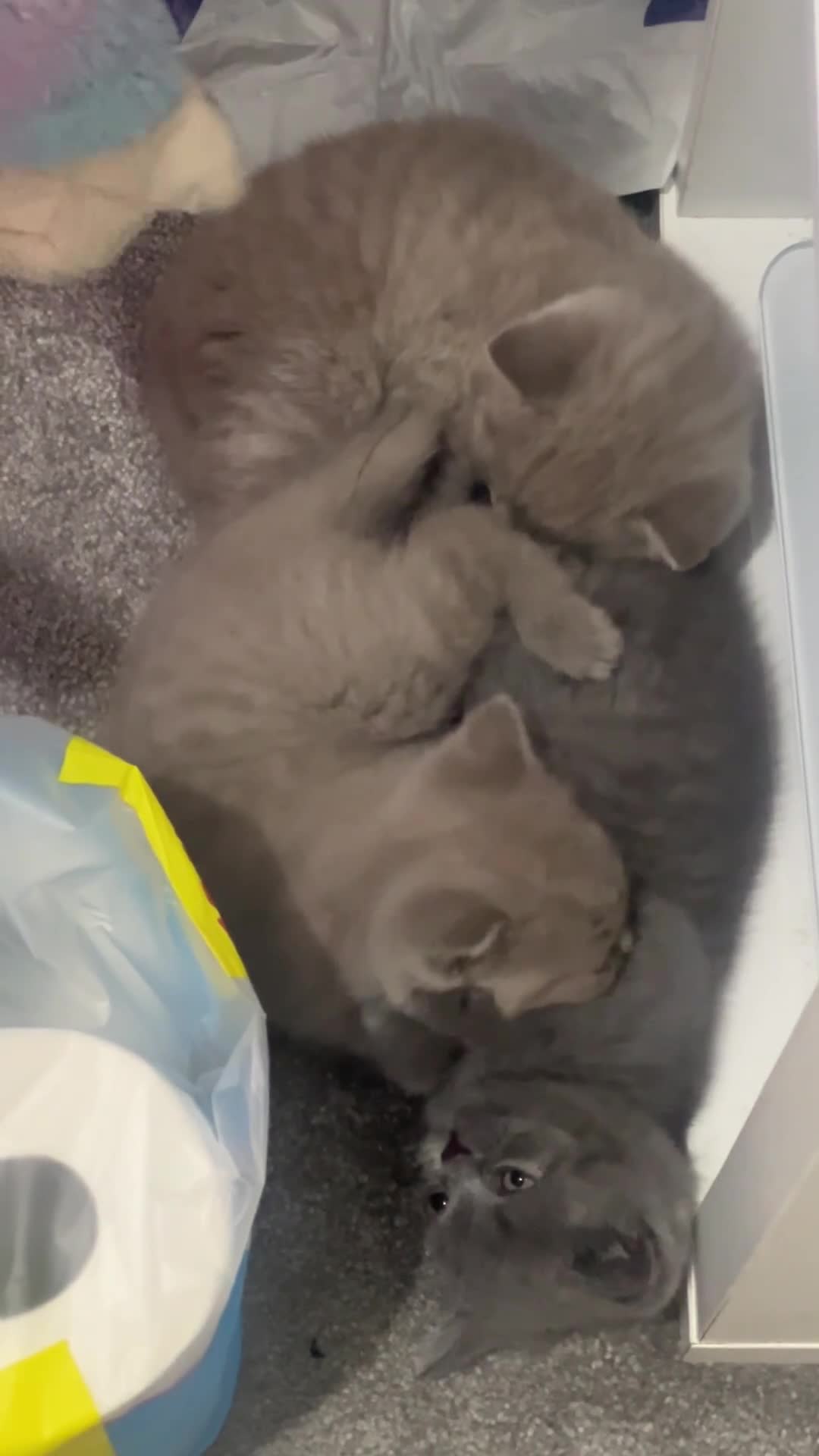 British Shorthair cats for sale: British shorthair blue and lilac - Video 1