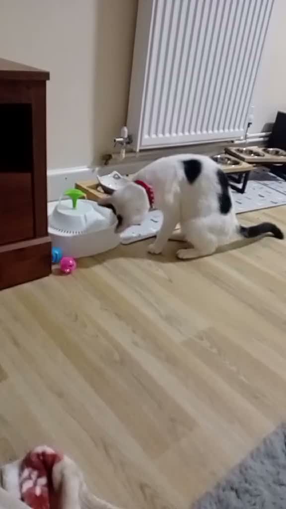 Domestic Shorthair cats for sale:   **   in Abergele - Video 1