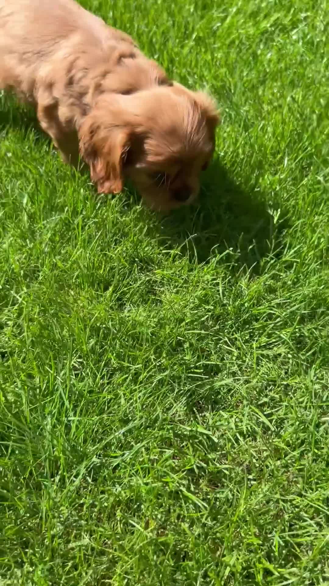 Cavalier King Charles Spaniel dogs for sale: Cavalier King Charles  - Video 1