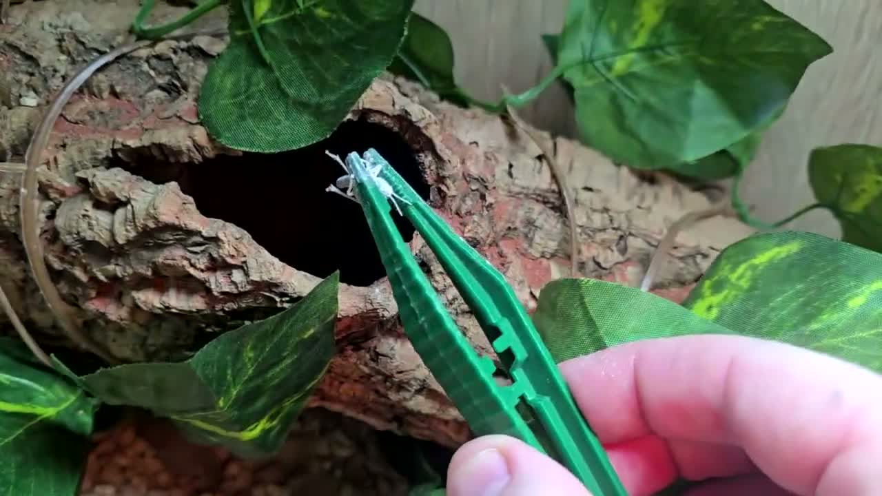 Leopard Gecko reptiles for sale: Leopard Gecko with enclosure  - Video 2