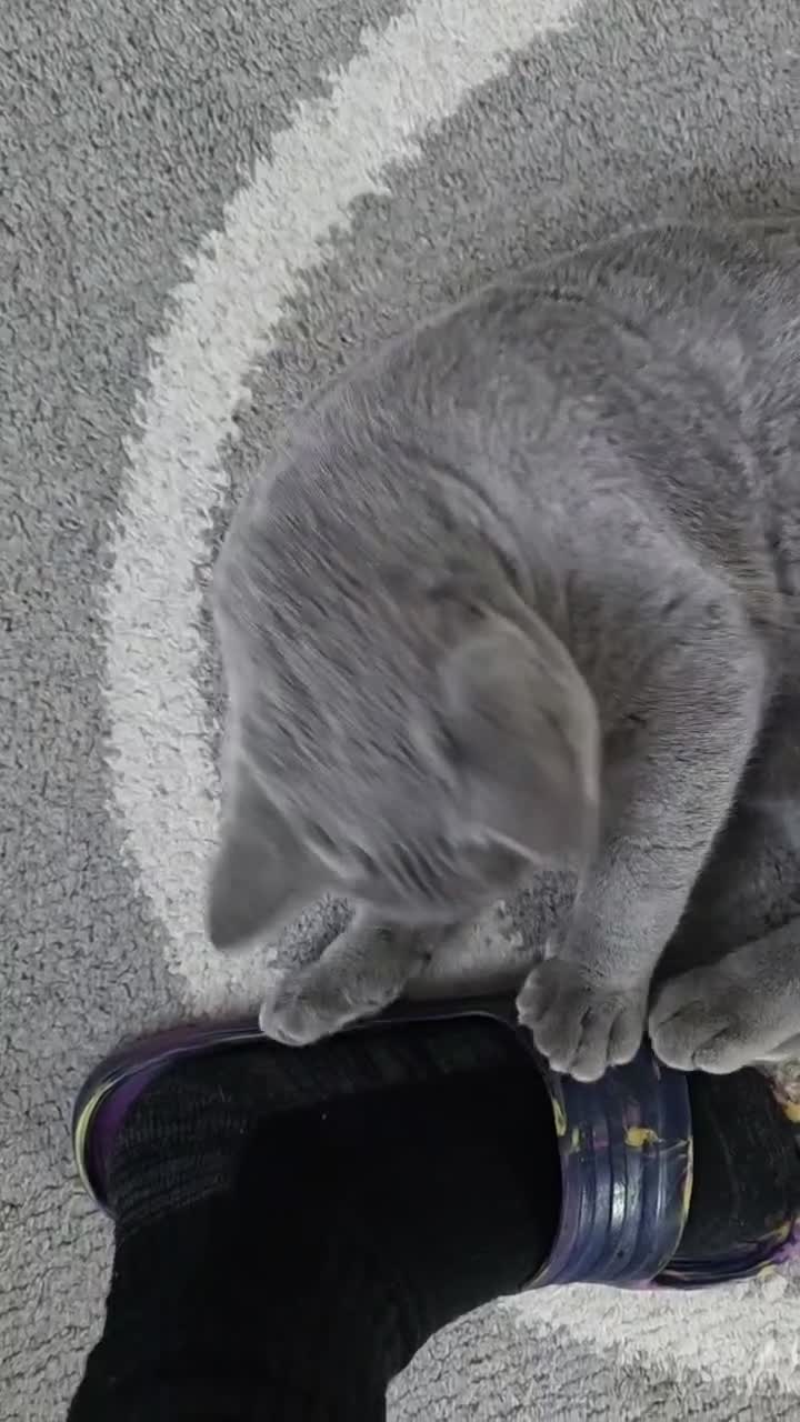 British Shorthair cats for sale: Beautiful British Champion Shorthair Kitten - Video 2