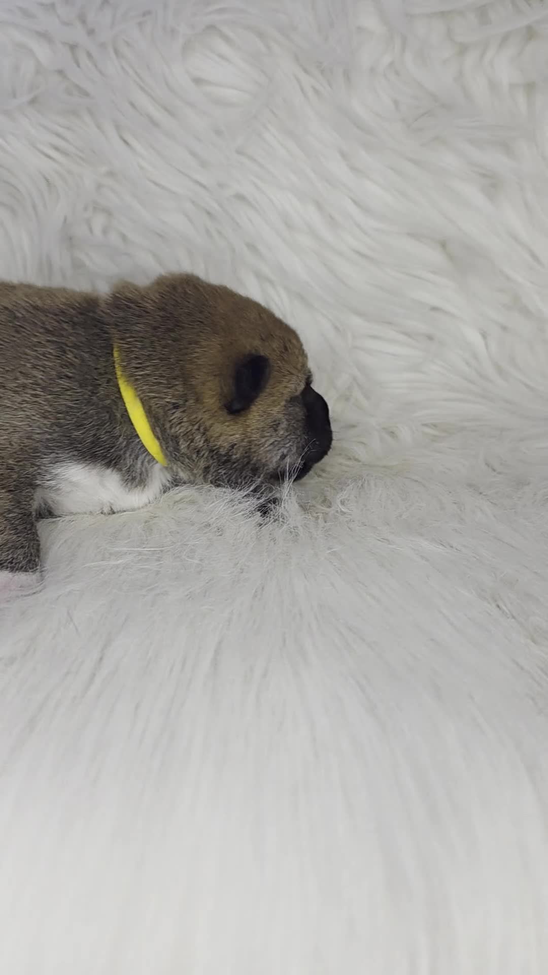 Japanese Shiba Inu dogs for sale: Outstanding Japanese Shiba Inu - Video 2