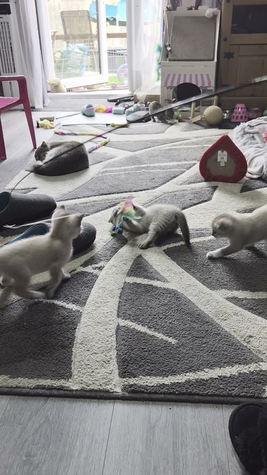 Scottish Fold cats for sale: SNOW SCOTTISH FOLD ready now - Video 2