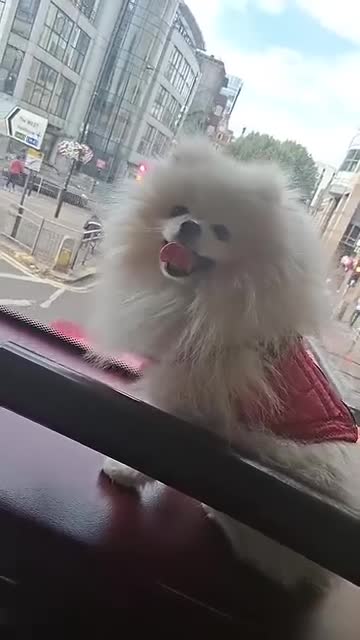 Pomeranian dogs for sale: 2,5 kg Teddy Bear face pomeranian  - Video 2