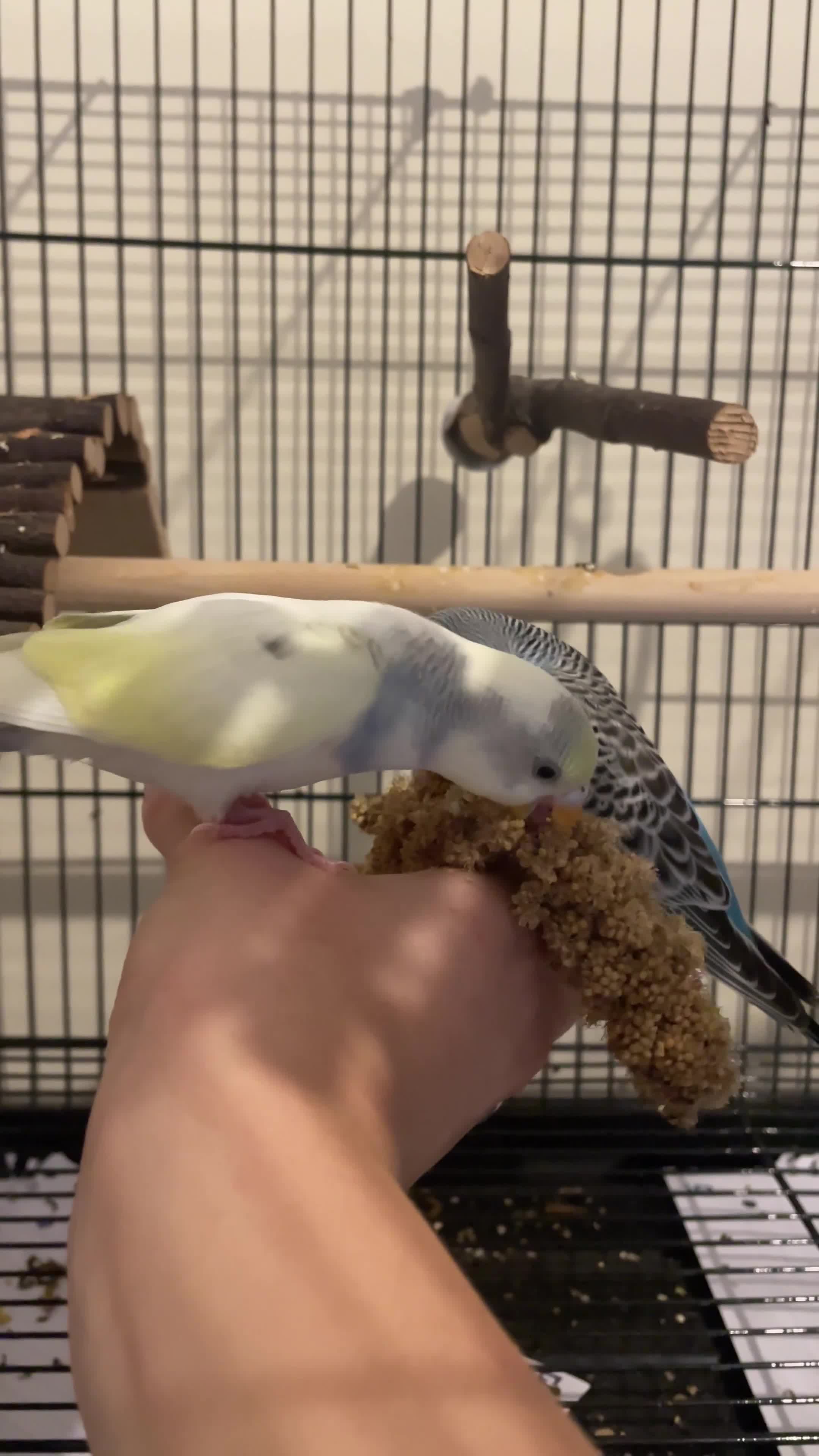 Budgerigars birds for sale: Baby budgies - Video 1