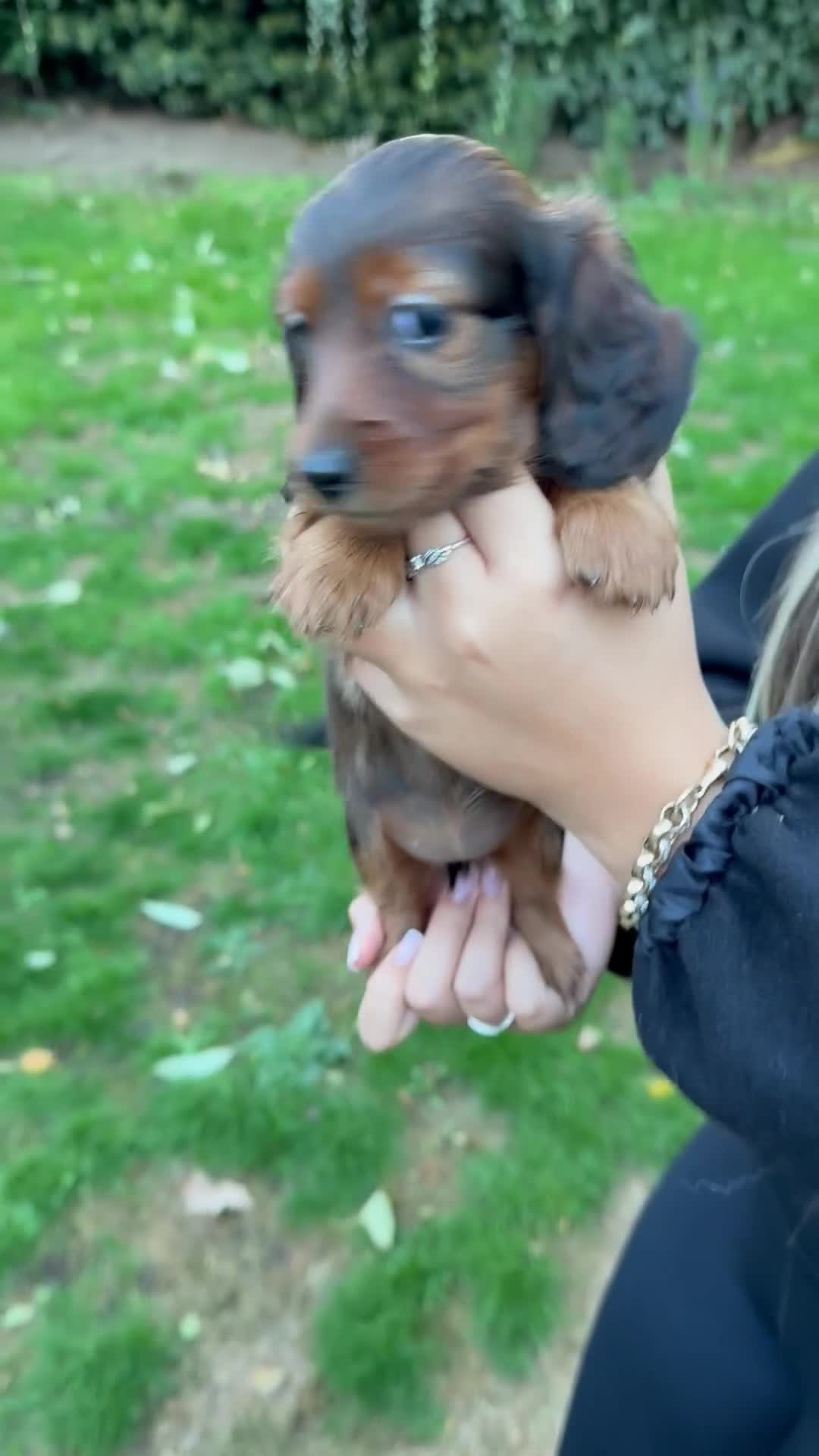 Miniature Dachshund dogs for sale: Mini long hair dapple dachshunds - Video 4