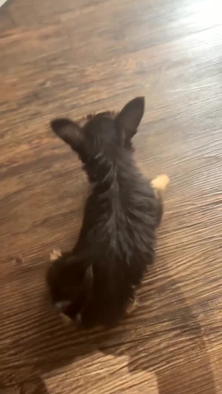 Chihuahua dogs for sale: 3 Pure-Bred Chihuahua Puppies 10 Week Old  - Video 1