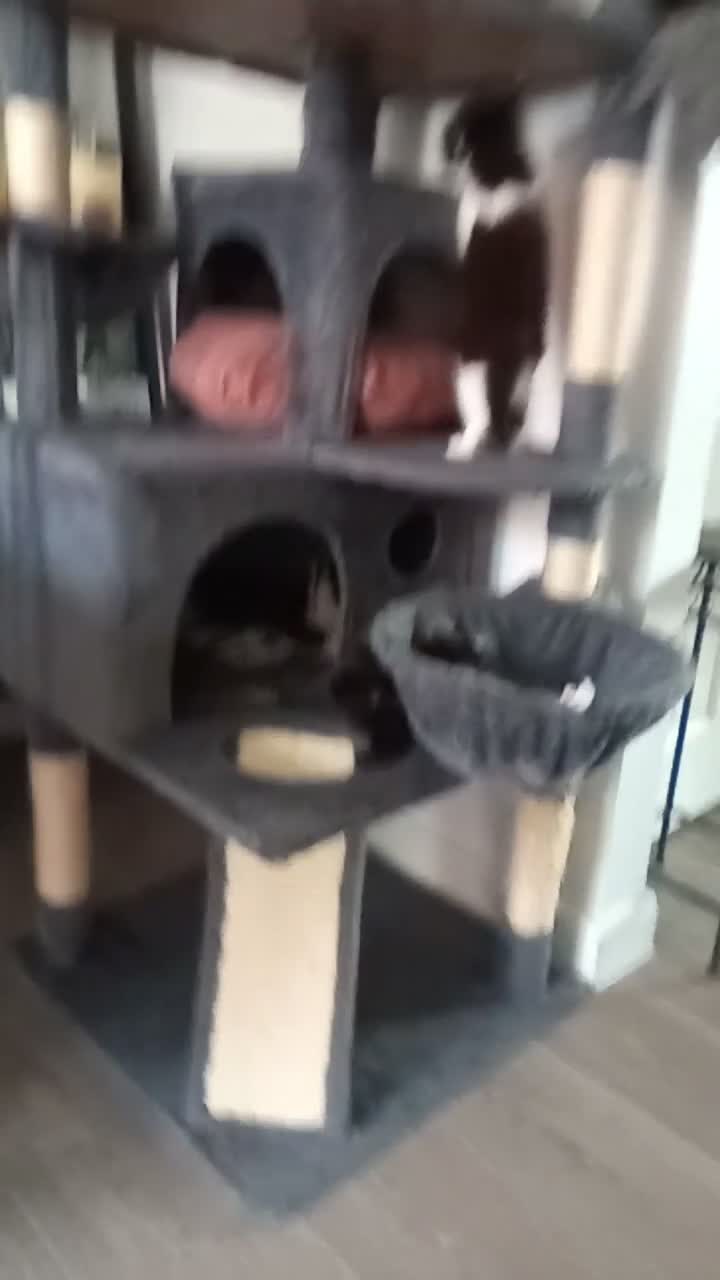 Mixed Breed cats for sale: Beautiful kittens ready now - Video 2
