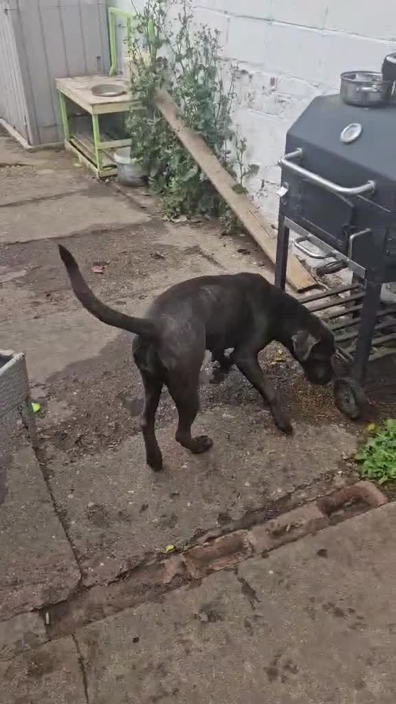 Cane Corso dogs for sale: 15 month old cane corso - Video 1