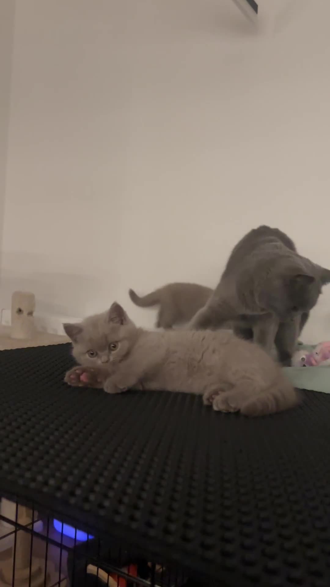 British Shorthair cats for sale: 2 lilac British shorthair boys 🐻💙🐻 - Video 1