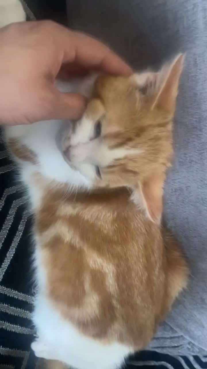 Mixed Breed cats for sale: 5 Beautiful Mixed Breed Kittens 🐾 - Video 4