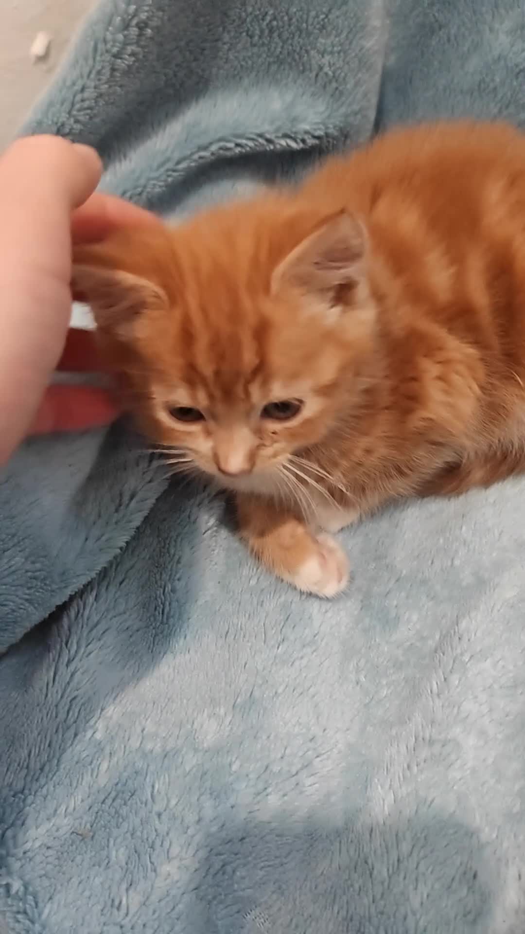 Mixed Breed cats for sale: Beautiful kittens VIDEOS - Video 4