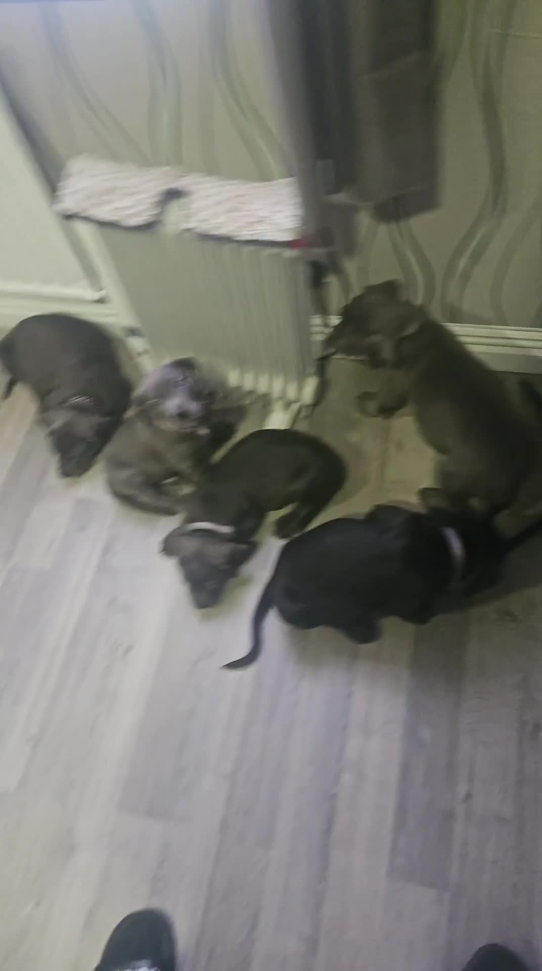 Mixed Breed dogs for sale: Prety puppy - Video 4