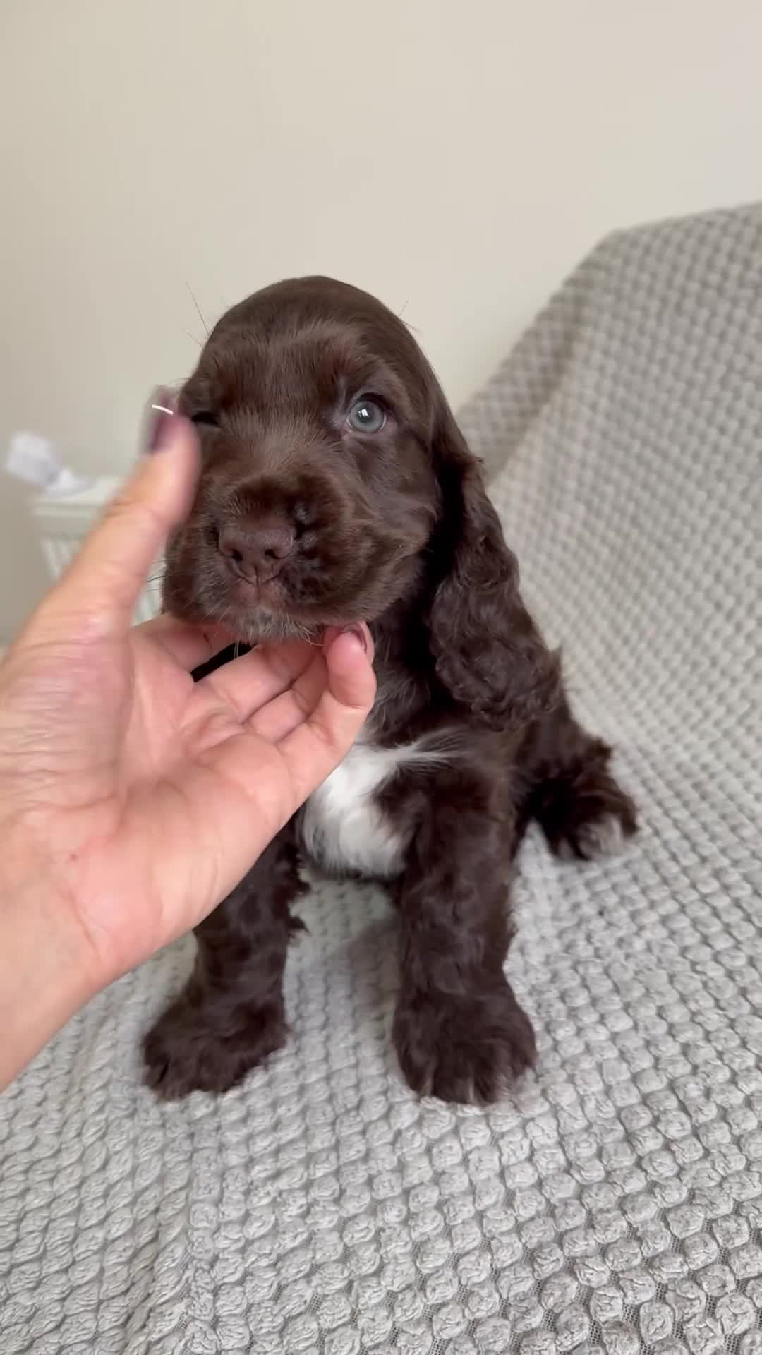 Cocker Spaniel dogs for sale: Beautiful show cocker spaniel puppy - Video 1