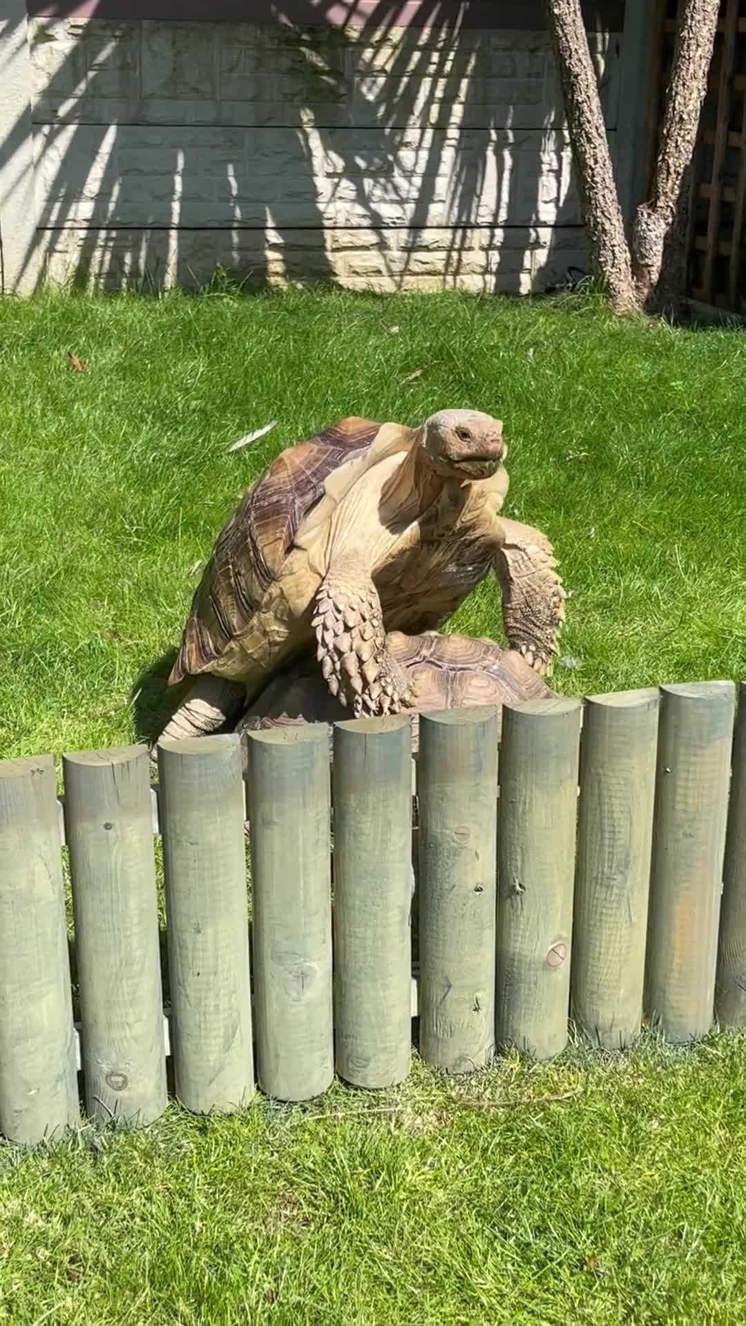 Tortoise reptiles for sale: Sulcata tortoises for sale  - Video 2