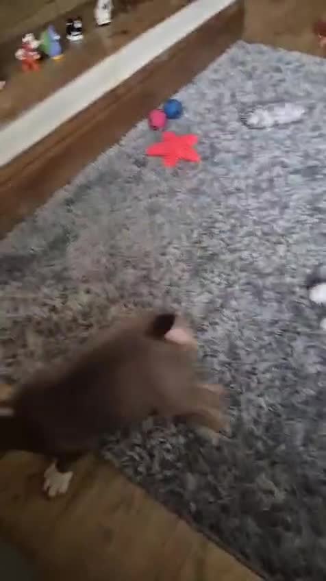 Miniature Bull terrier dogs for sale: 🐾 Exclusive Miniature Bull Terrier Puppies🐾  - Video 1