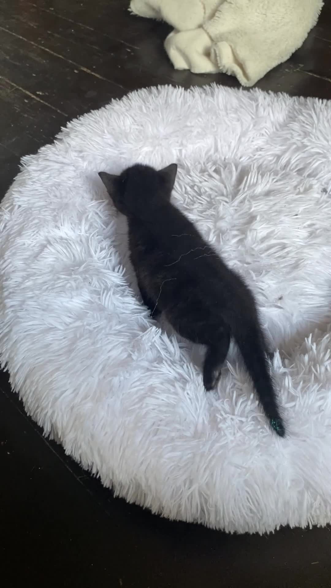 British Shorthair cats for sale: Adorable Kittens Looking for Loving Homes, Chester in Chester - Video 1