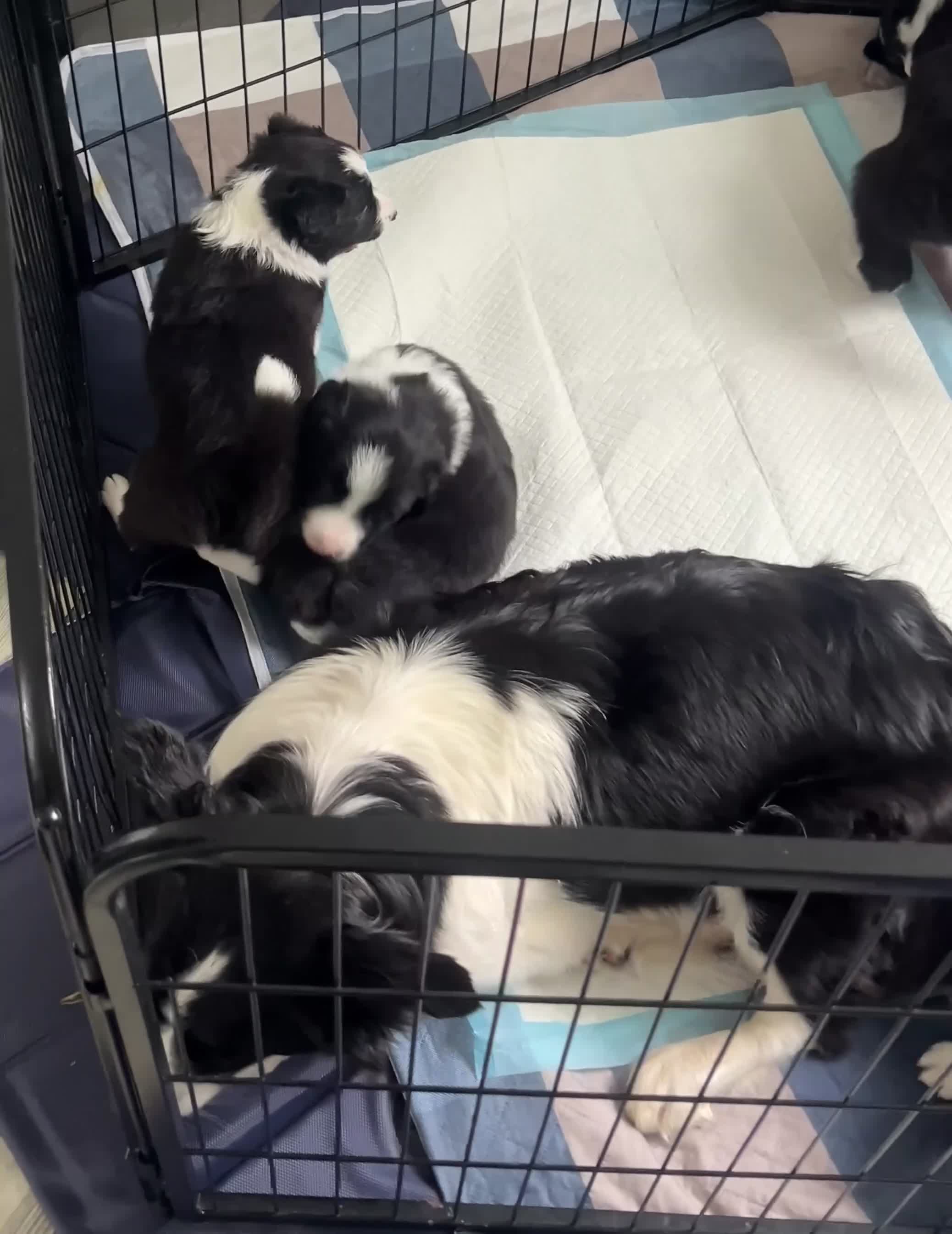 Border Collie dogs for sale: KC Reg Border Collie Puppies Black & White - Video 1