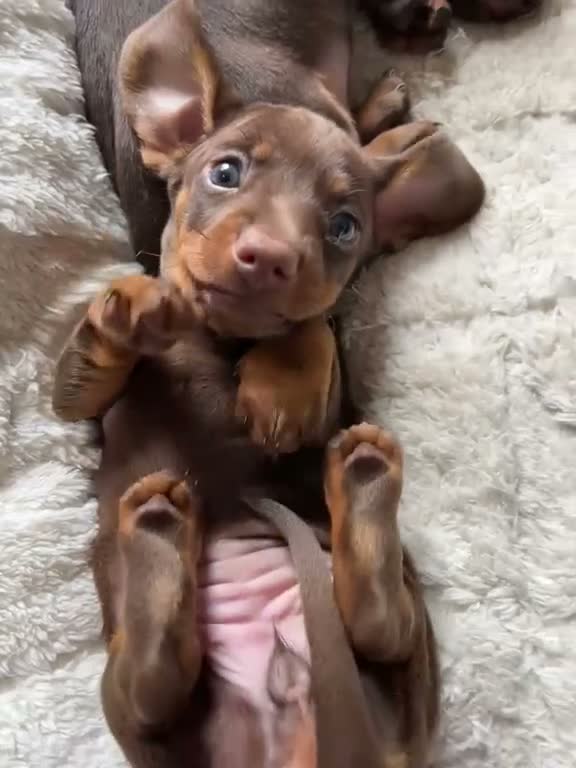 Miniature Dachshund dogs for sale: One minature girl available for her forever home❤️ - Video 2