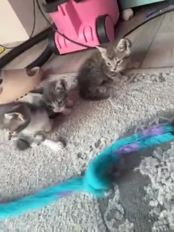 Mixed Breed cats for sale: Kittens for sale - Video 1