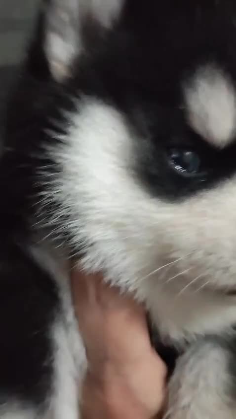 Pomsky dogs for sale: Micro F4 pomsky pups  - Video 2