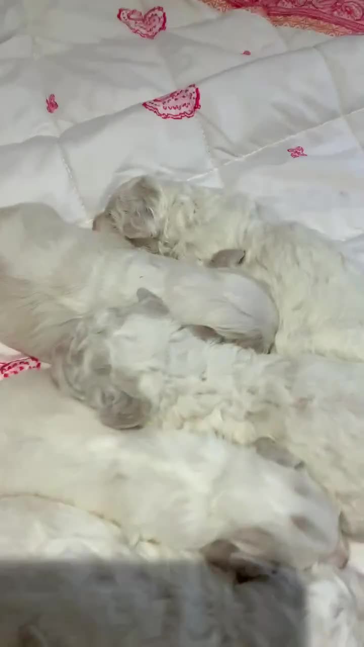 Maltese dogs for sale: Bishon Maltese  - Video 1