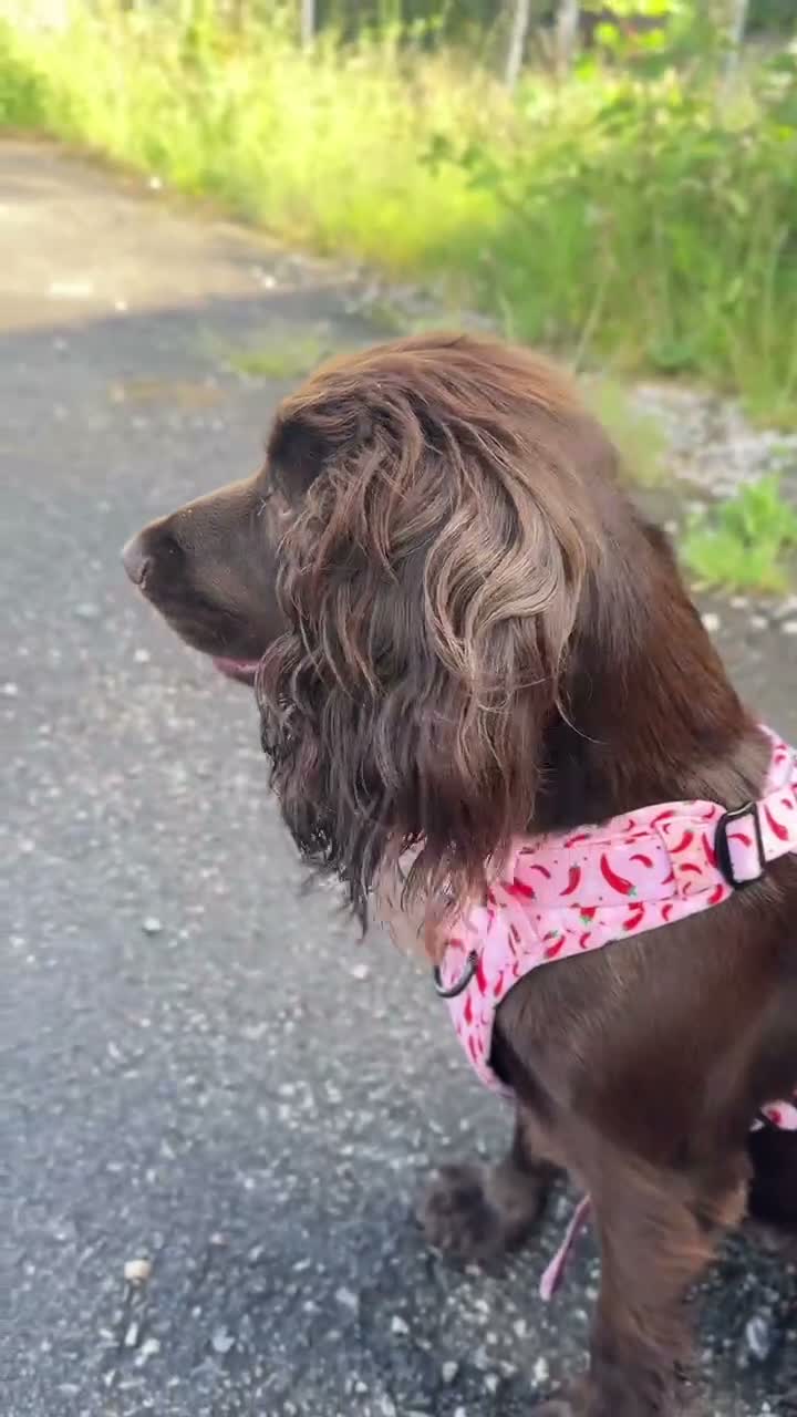 Cocker Spaniel dogs for sale: Lovely 3 Year Old Female Cocker Spaniel in Liverpool - Video 1