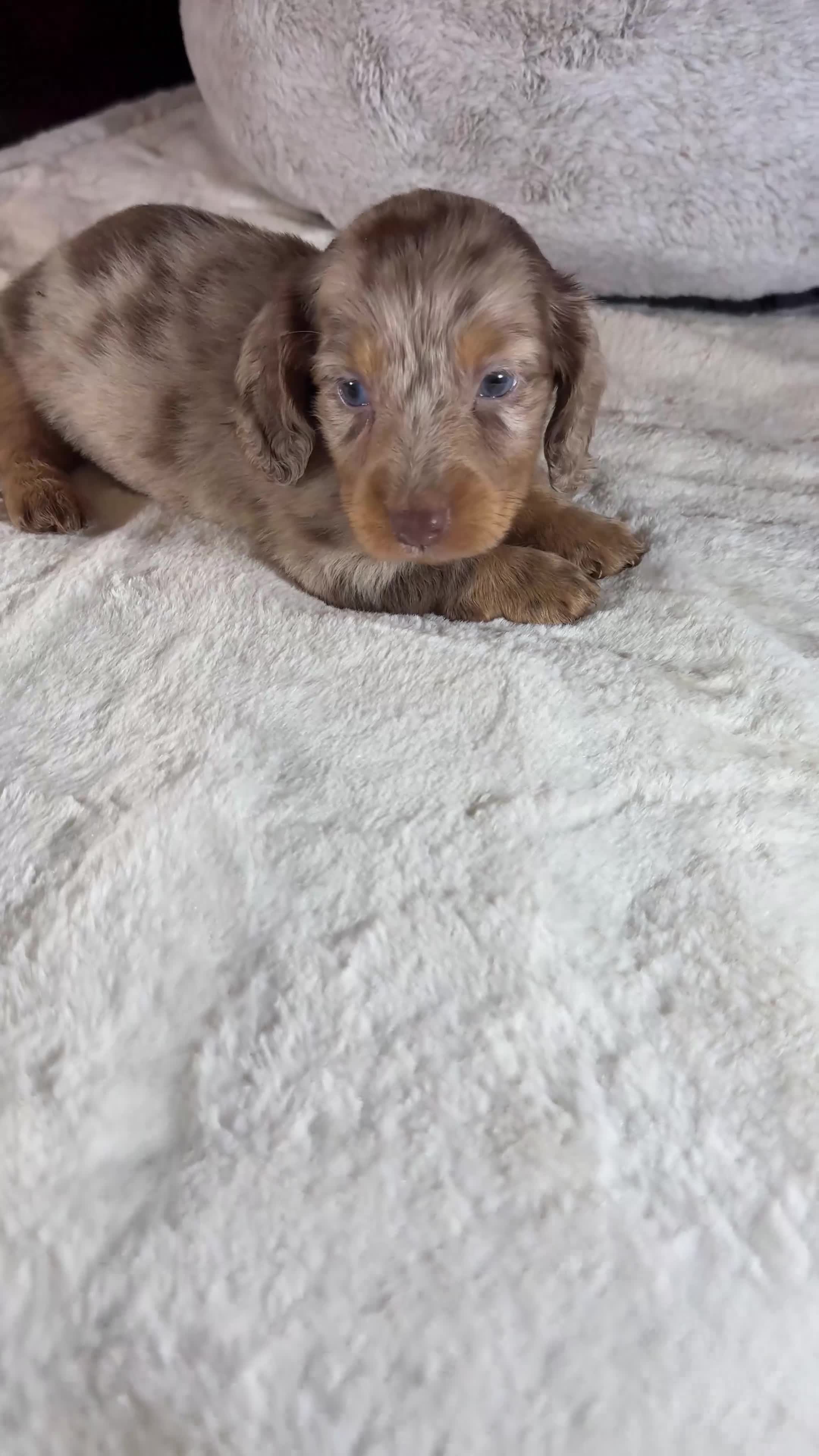 Miniature Dachshund dogs for sale: Long Hair Dachshund miniature Dapple - Video 4