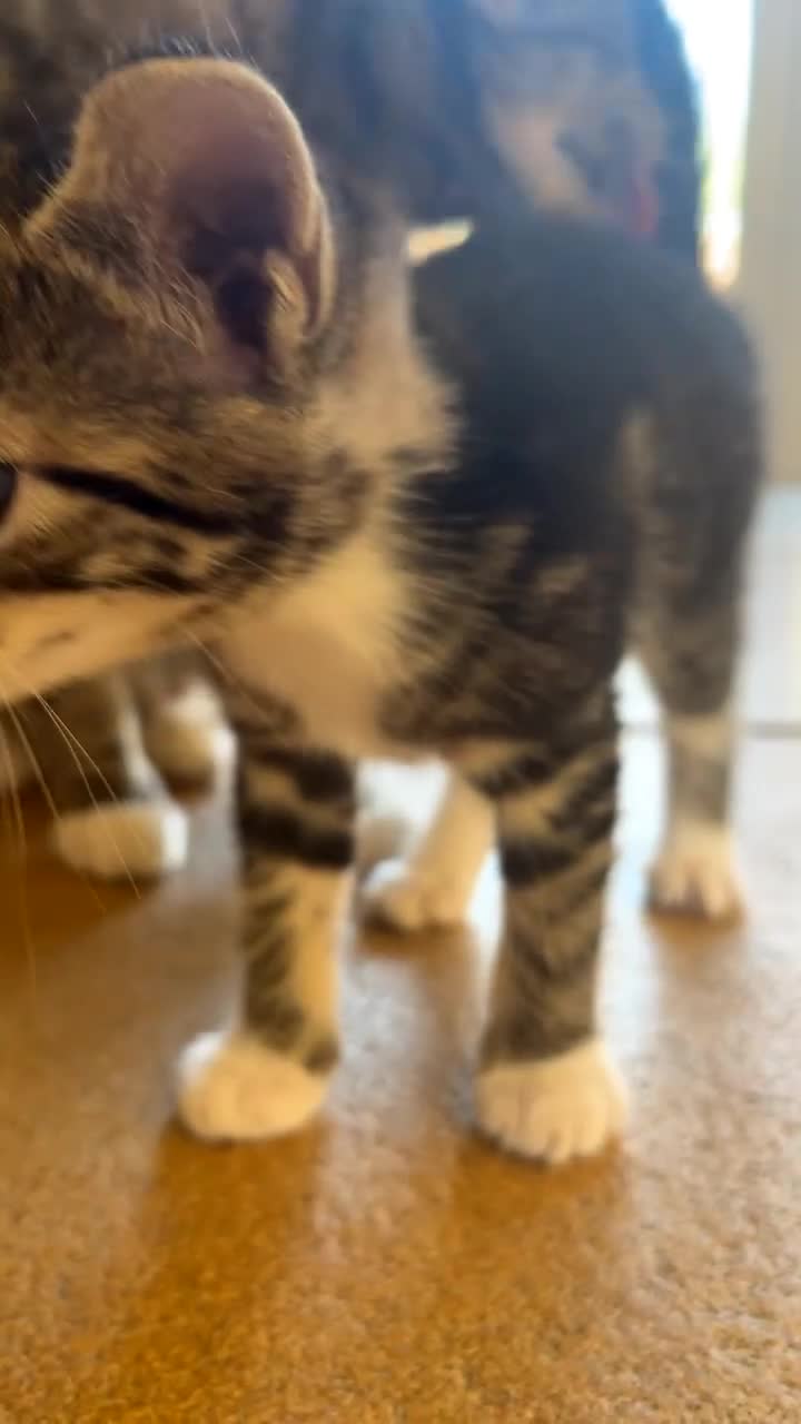 Mixed Breed cats for sale: Tabby kittens for sale - Video 2
